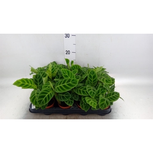 Calathea zebrina