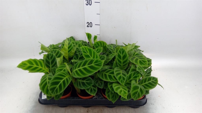 <h4>Calathea zebrina</h4>