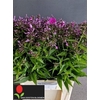 Phlox Pan Kirchenfurst