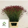 Sanguisorba O Arnhem