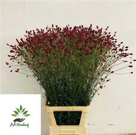Sanguisorba O Arnhem