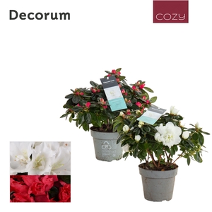 Azalea 12 cm Rood en Wit - Decorum Cozy