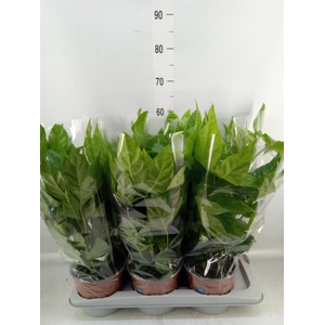 Fatsia japonica   ...