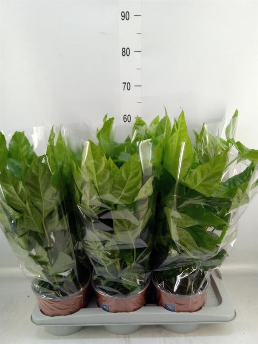 <h4>Fatsia japonica ...</h4>