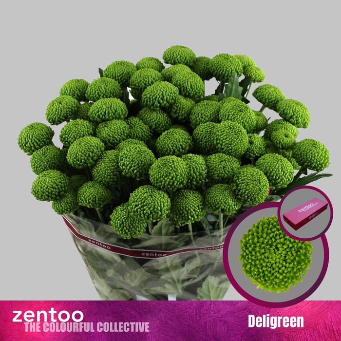 <h4>CHR T DELIGREEN</h4>