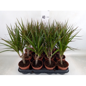 Dracaena marg.