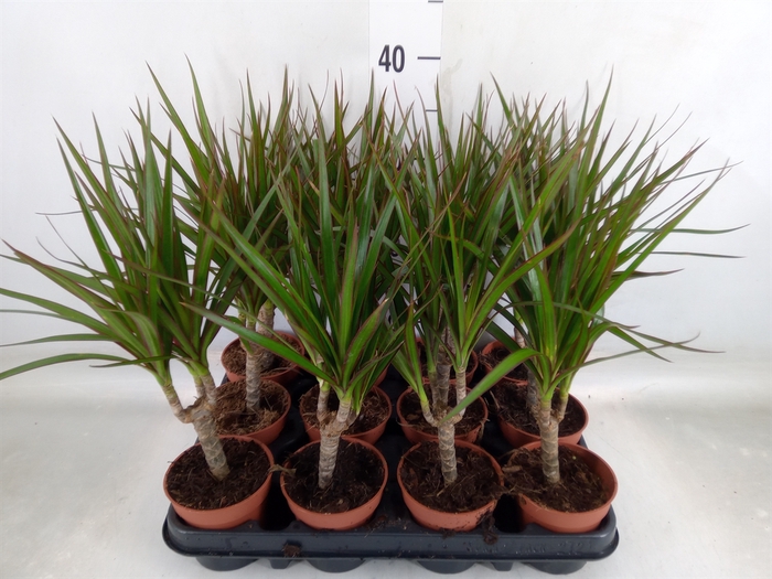 <h4>Dracaena marg.</h4>