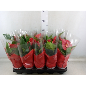 Anthurium andr. 'Success Red'
