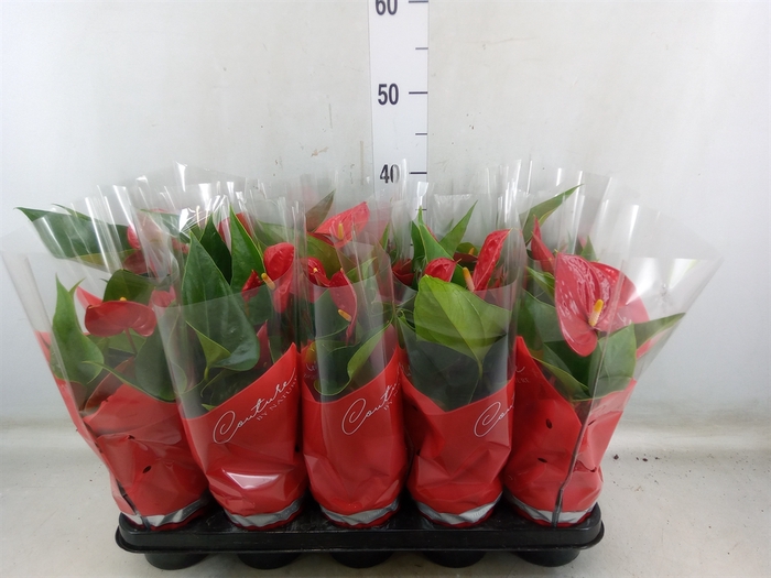 <h4>Anthurium andr. 'Success Red'</h4>