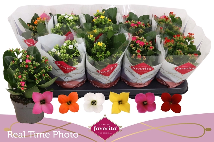 <h4>KAL EN GEM 6 KL</h4>