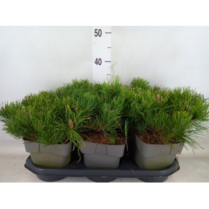Pinus mugo var. pumilio