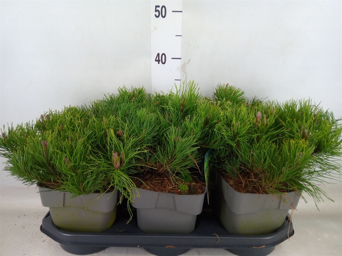 <h4>Pinus mugo var. pumilio</h4>