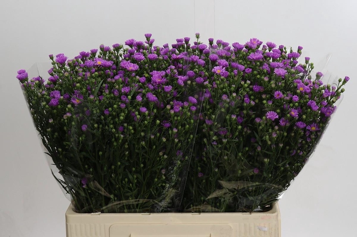 <h4>Aster Casarosa</h4>