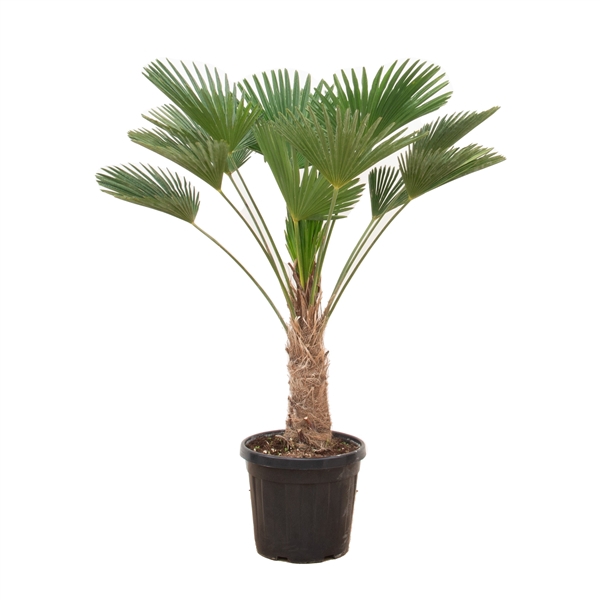 <h4>Trachycarpus Wagnerianus - 140cm</h4>