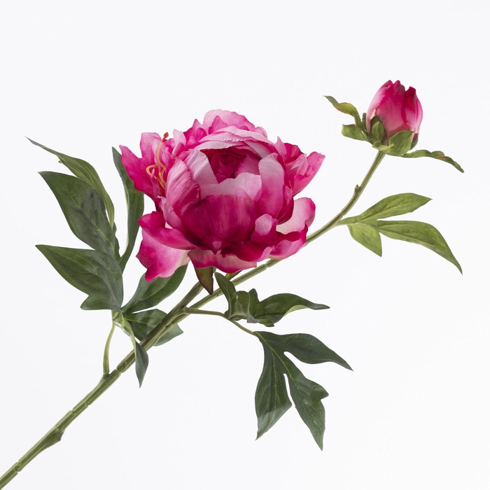 <h4>Paeonia Beauty FL440348BEA</h4>