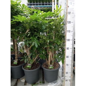 Schefflera arbor. 'Compacta'