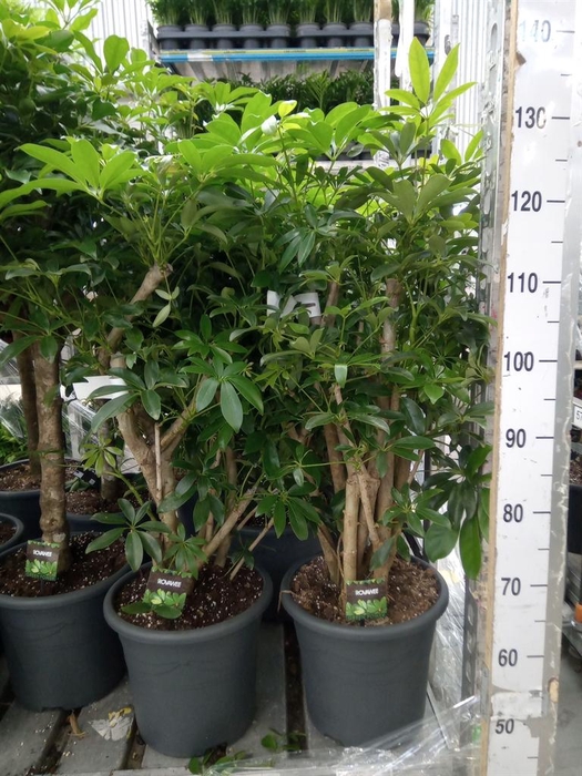 <h4>Schefflera arbor. 'Compacta'</h4>