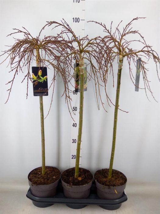 <h4>Salix arbuscula</h4>