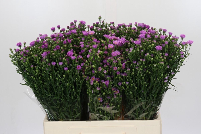 <h4>Aster Casarosa</h4>