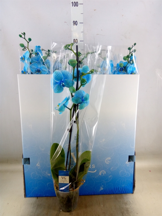 <h4>Phalaenopsis   ...</h4>