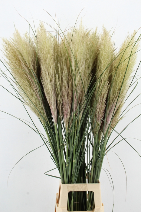 <h4>CORTA SE EVITA FRESH 120CM</h4>