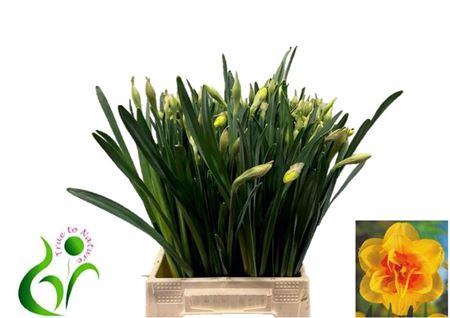 <h4>Narc Du Tahiti</h4>