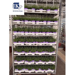 LAVAN AN ESSENCE PUR