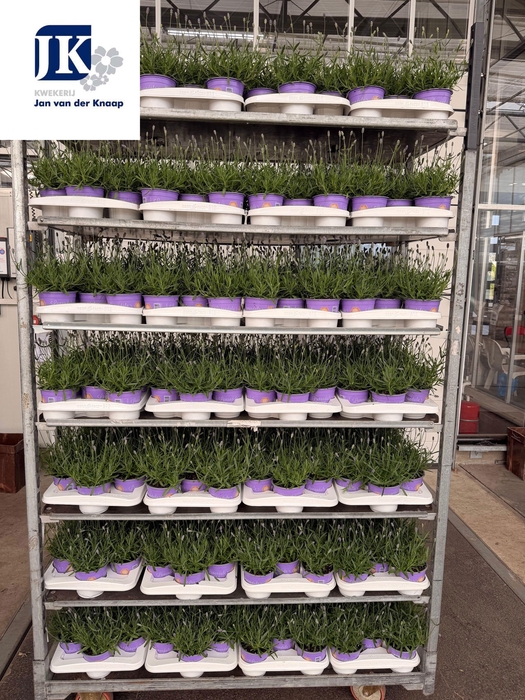 <h4>LAVAN AN ESSENCE PUR</h4>