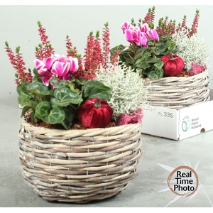 ARR TUINPLANTEN
