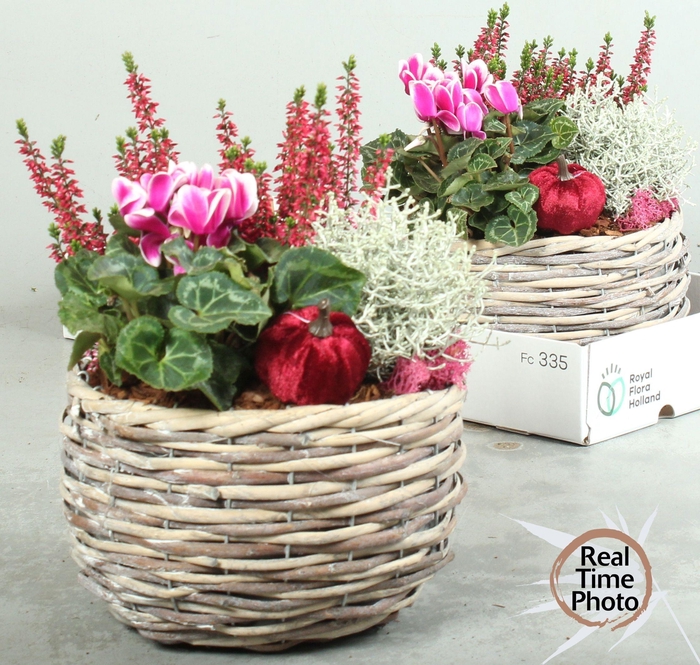 <h4>ARR TUINPLANTEN</h4>