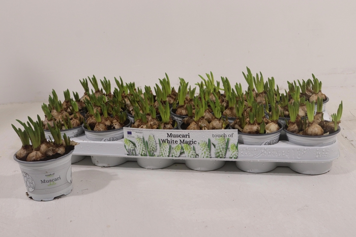 <h4>MUSCAR WHITE MAGIC</h4>