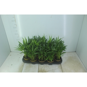 ARECA BAMBU P11