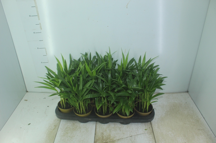 <h4>ARECA BAMBU P11</h4>