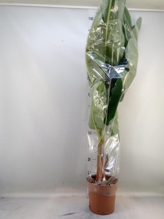 <h4>Musa  'Dwarf Cavendish'</h4>