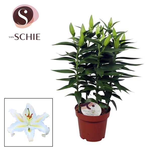Lilium Or Starlight White 19cm