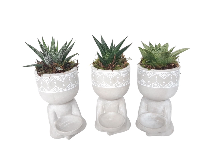 <h4>Arr.   Kamerplant Groen L%</h4>