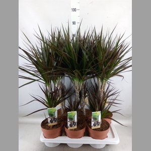 Dracaena marg. 'Magenta'