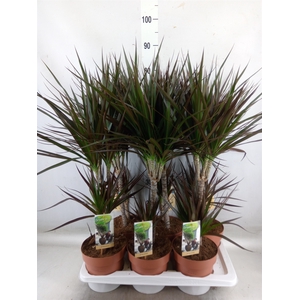 Dracaena marg. 'Magenta'