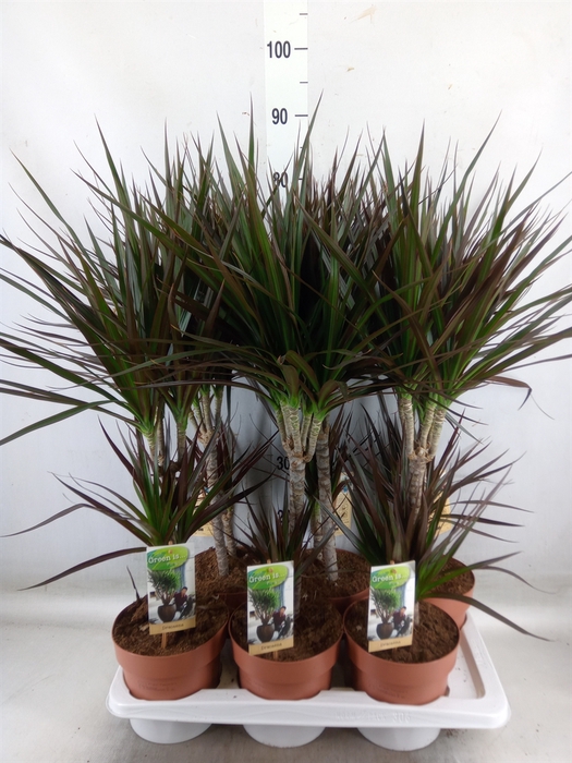 <h4>Dracaena marg. 'Magenta'</h4>
