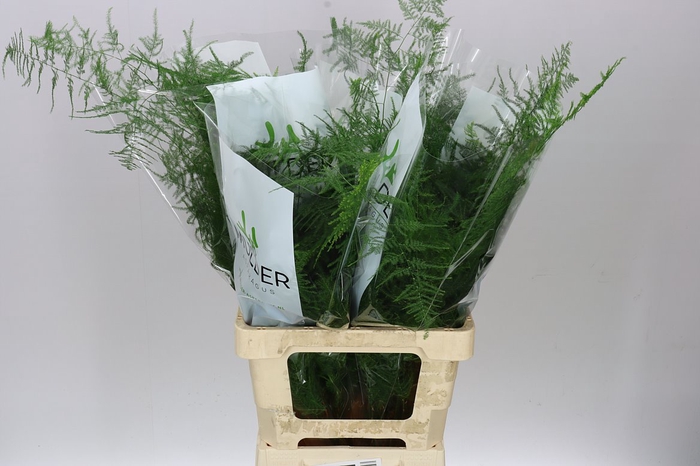 <h4>Asparagus Extra Veren X25</h4>