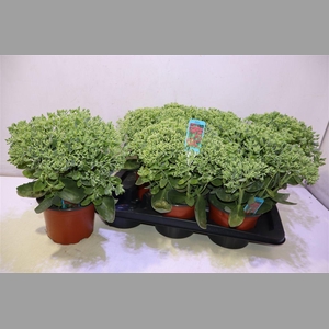 Sedum Herbstfreude