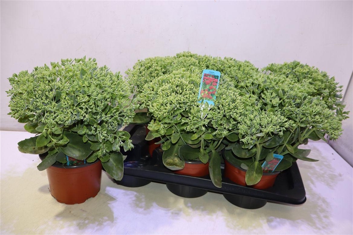 <h4>Sedum Herbstfreude</h4>