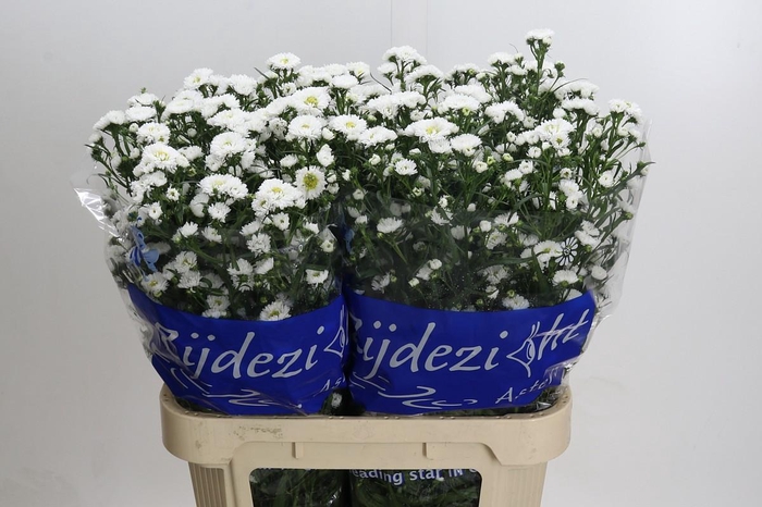 <h4>Aster Cassy</h4>