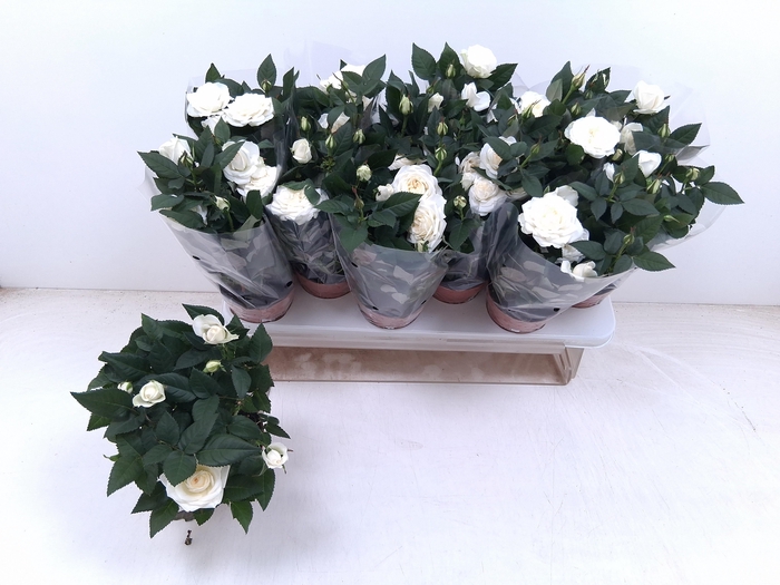 <h4>RO FAV RO WHITE</h4>