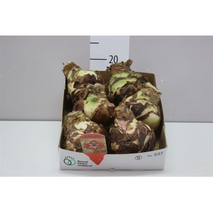 Hippeastrum Bicolor Rood Wit 36cm