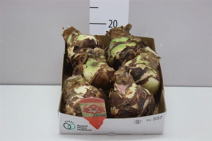 <h4>Hippeastrum Bicolor Rood Wit 36cm</h4>