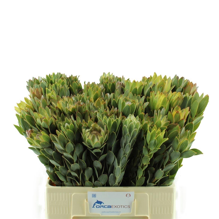 <h4>Leucadendron Nervosum</h4>