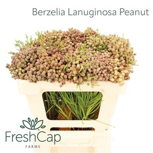 Berzelia Lanuginosa Peanut