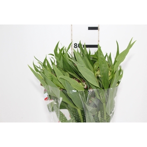 ALSTROEMERIA FLORENTINA 080 CM