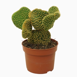 Opuntia microdasys